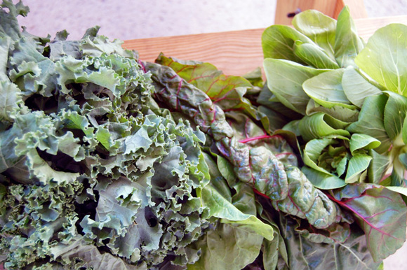 rainbow-chard-bokchoy
