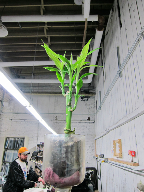 letterpress plants