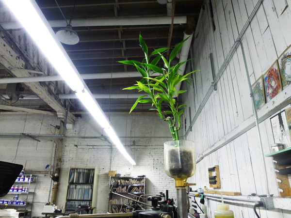 green print shop with plants in Syracuse